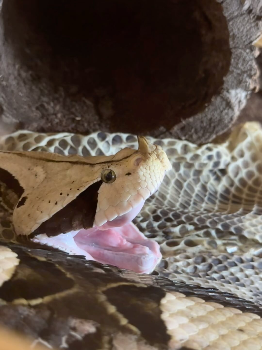 Fangs are awesome! Yawning Gabby 🏼💜 we love our big mama. Bitis ...