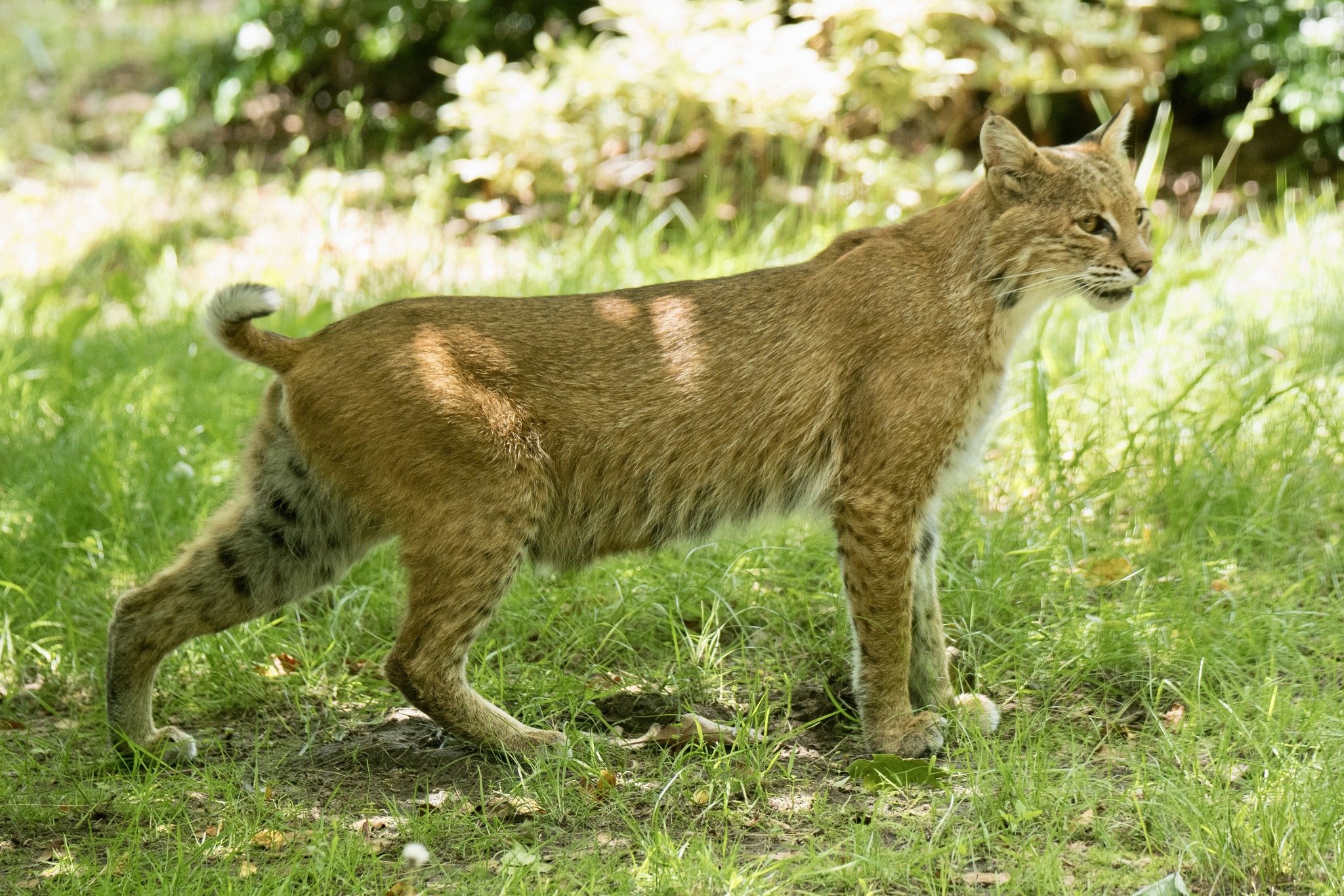 Did you know bobcats are the most common wild cat in Connecticut 