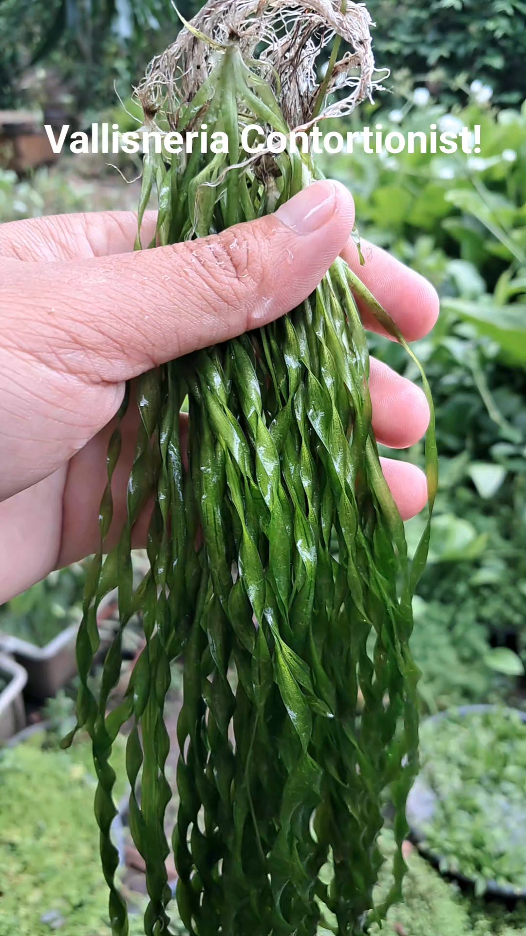 Vallisneria contortionist/Corkscrew Vallisneria is unique types of ...