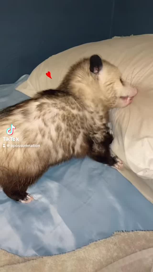 Bucky letting us know that pillow now belongs to him! Did you know that ...