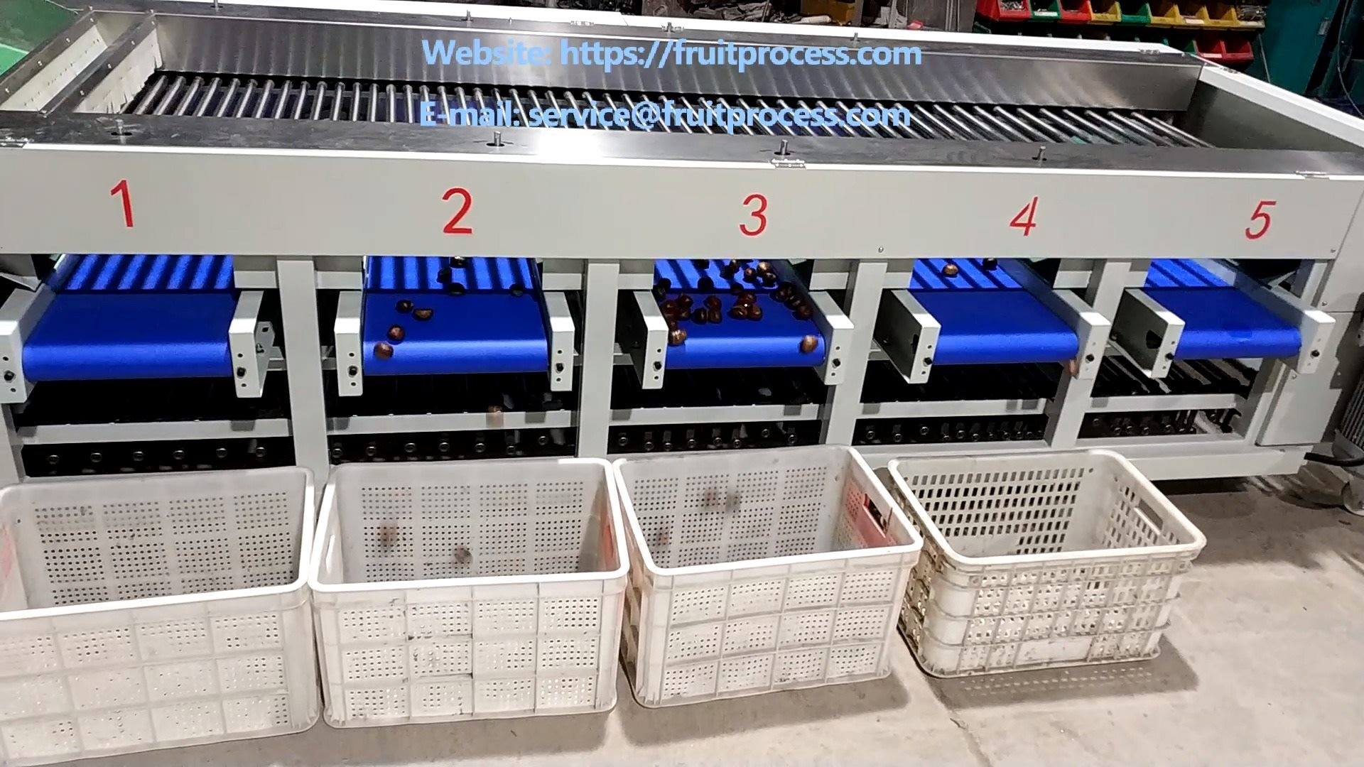 Chestnut washing drying grading machine | The test video of chestnut ...