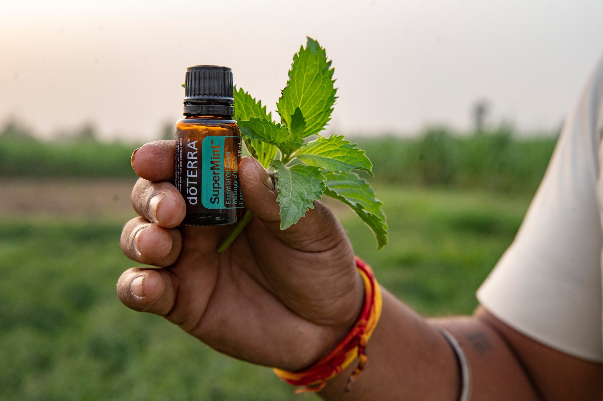 Learn how doTERRA sources four different mint plants to create