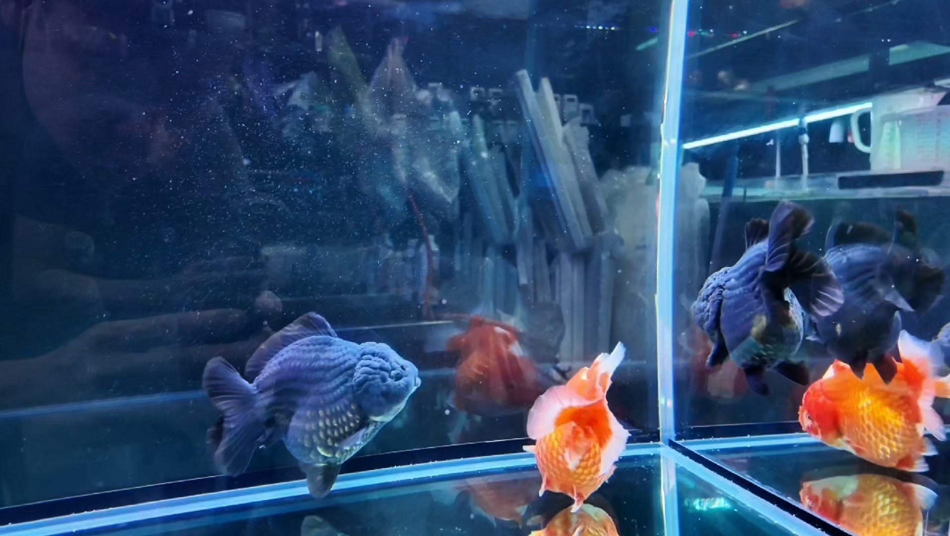 ZY Fish Tanks | Singapore Singapore