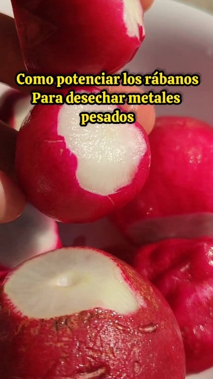 Después de saber esto querrás comer rábanos todos los días 🫜🫜🫜 # ...