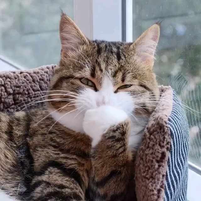 Kelimerah Kucing Main Tik Tok Facebook