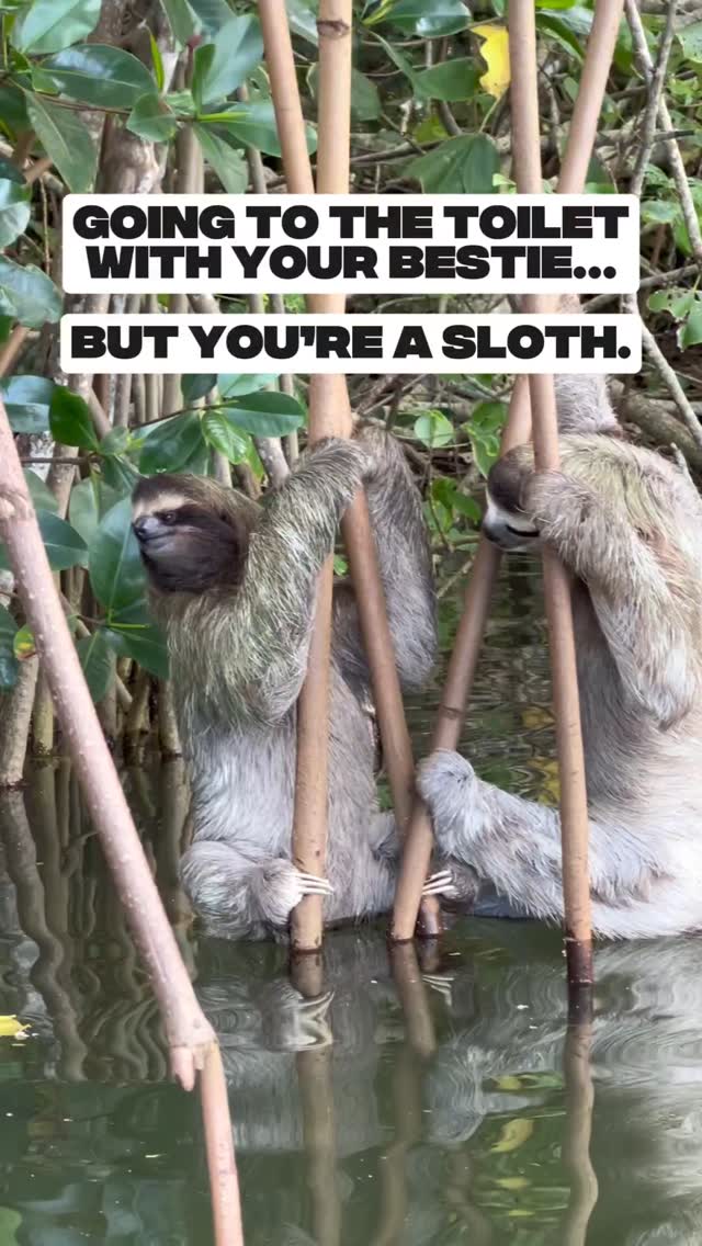 Sloth Poop Memes