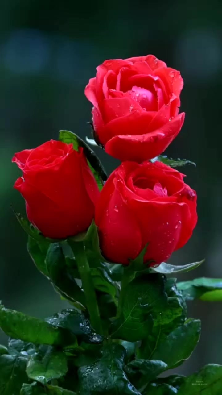 red roses 🌹 | I love roses and followers | Facebook