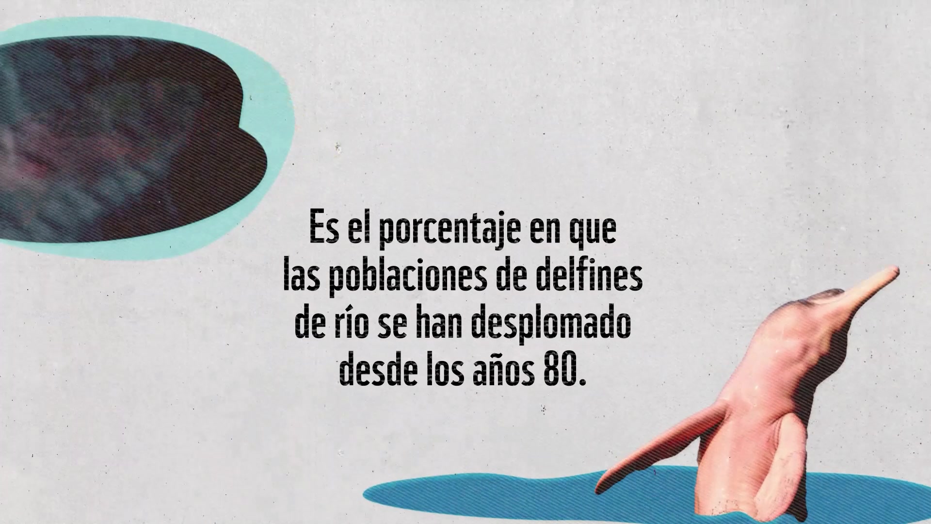 Los delfines de río son unos de los animales más antiguos de la Tierra ...
