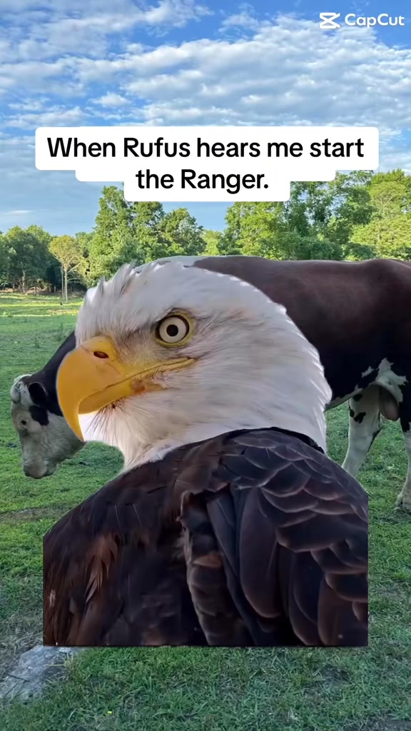 Something snaps In Rufus when he hears the Ranger #Rufusthebull | Rufus ...