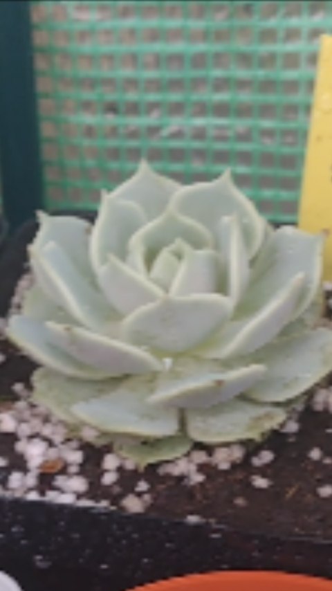Pankara Jardineria | Buenos Aires