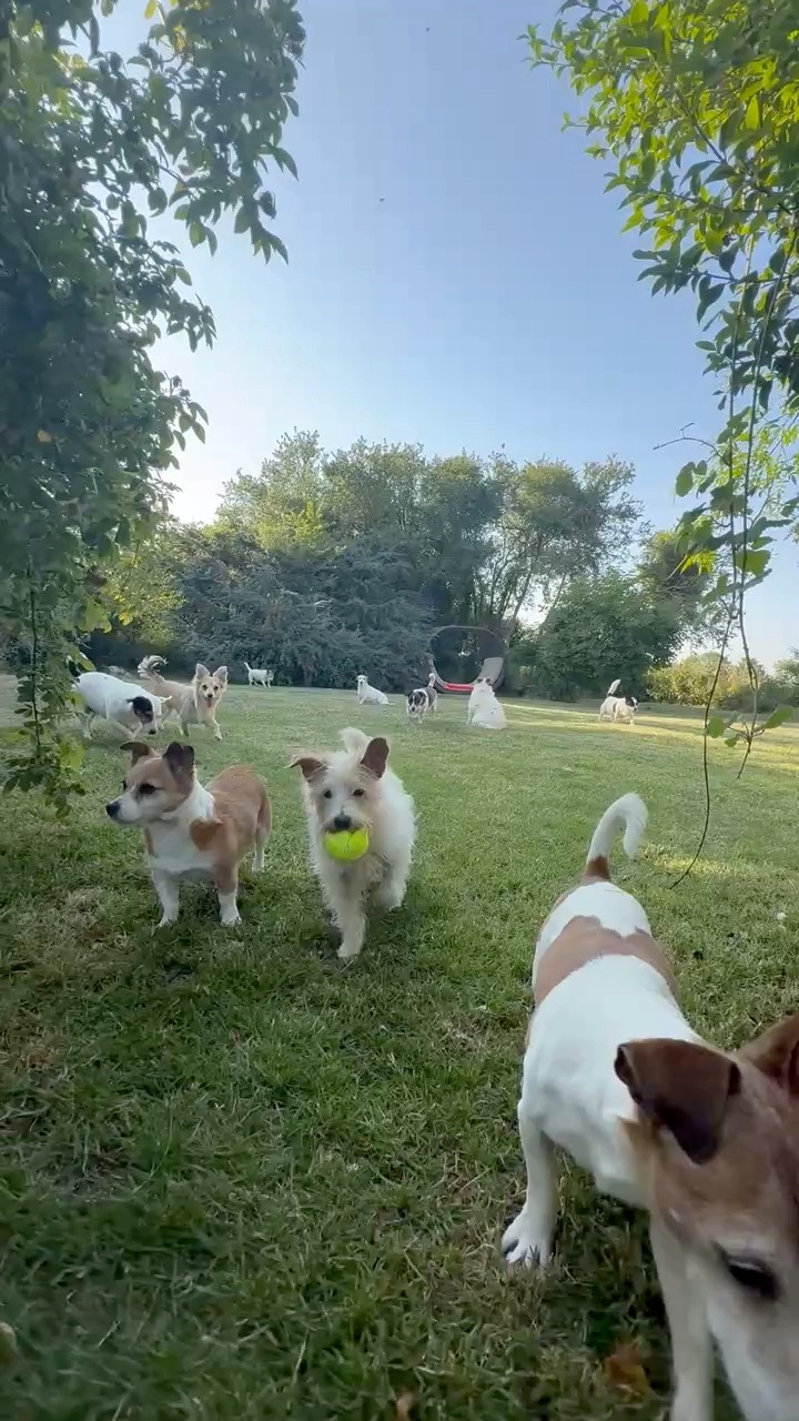 Please don’t overlook our older dogs for adoption. ️‍🩹 We currently ...