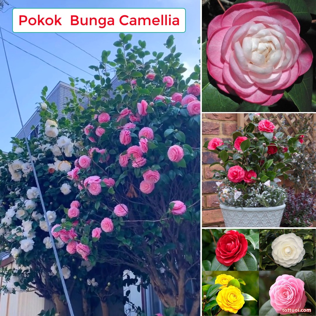 Taman bunga berwarna warni di Pulau Pinang - Home