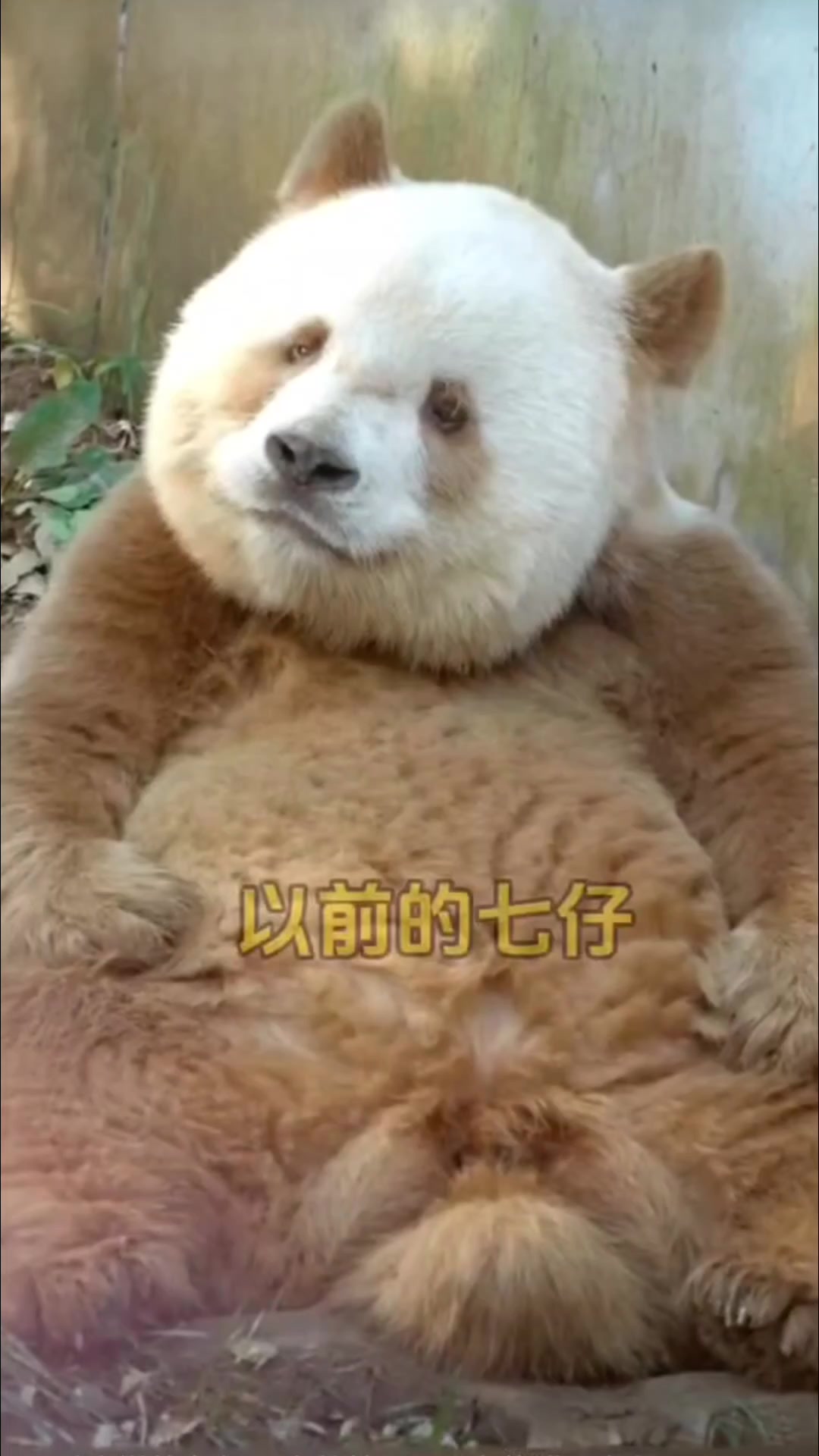 看到这样的七仔，真的惊呆了，以前局部巧克力，现在全身巧克力🍫 #大熊猫 #熊猫 #国宝 #七仔 #棕色熊猫 #巧克力熊 cr.我不是花生 ...