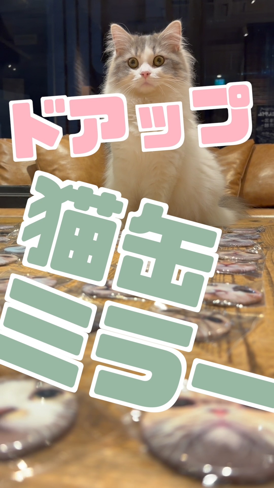 CAT CAFE MOCHA (@catcafemocha) • Facebook