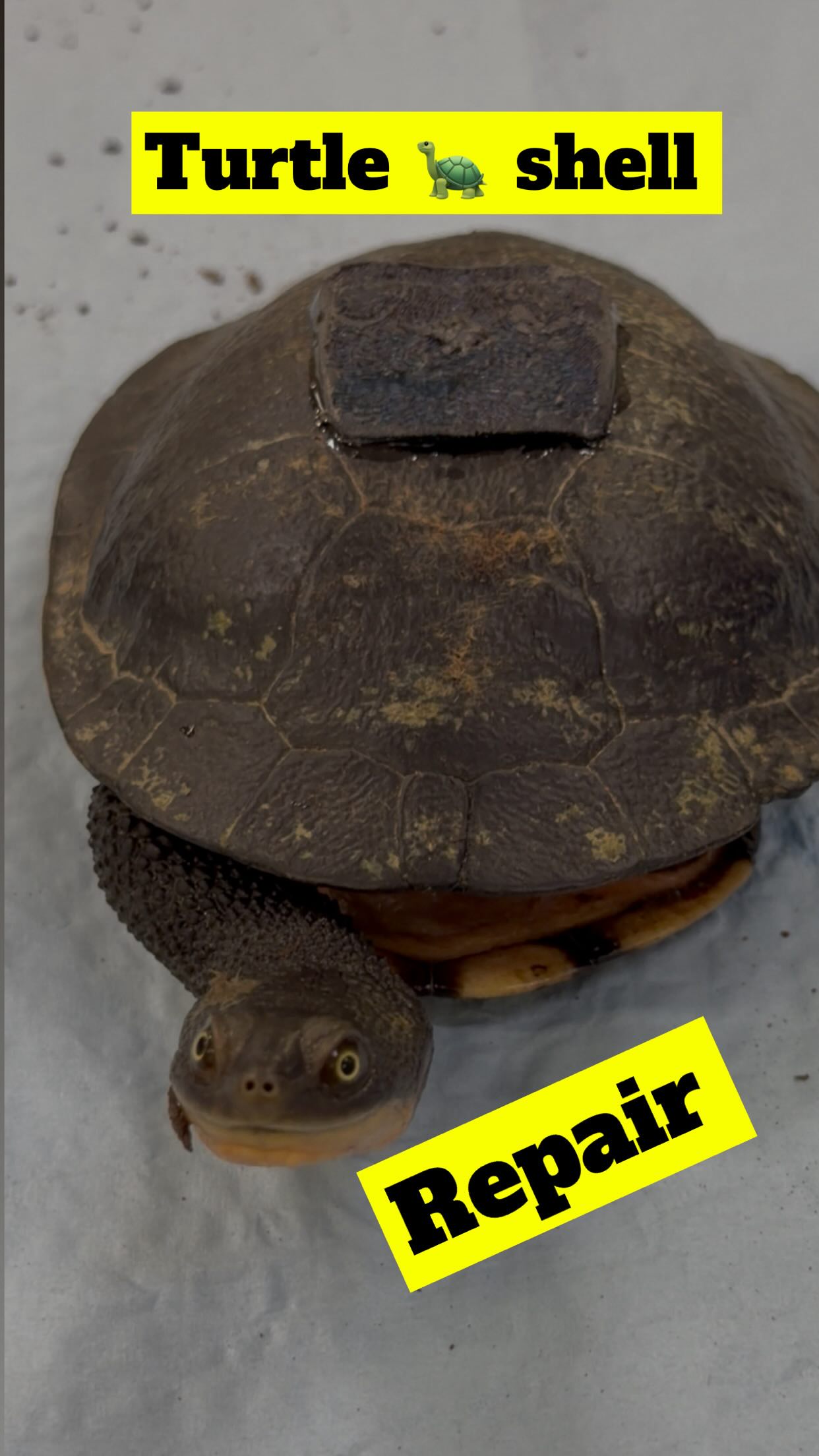 🐢 A lovely old lady handed in a turtle that had been run over. Sadly ...