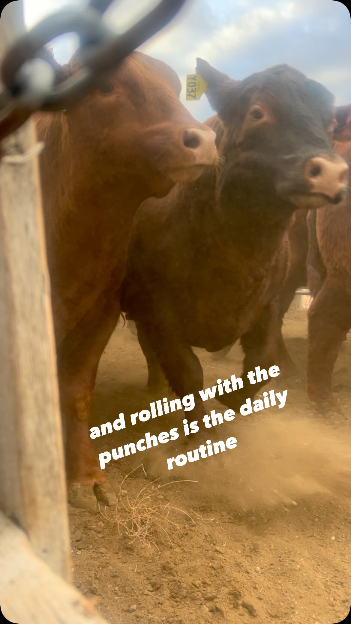 It’s always an exciting day when the bulls we’ve raised and carefully ...