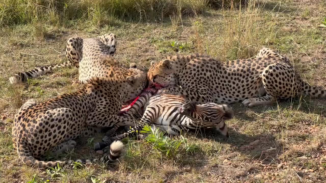 Awwww poor zebra eaten half way but still struggling to survive #Real ...