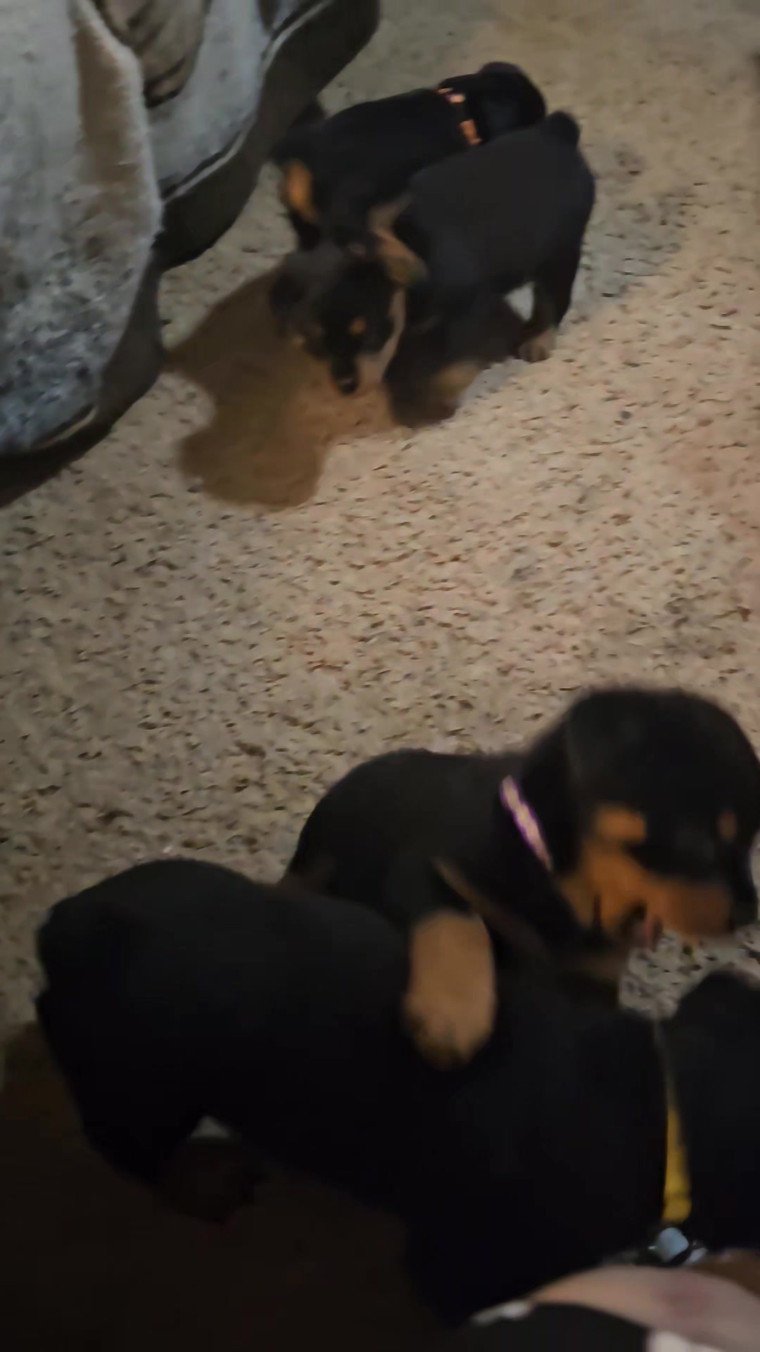 Marshall's Rottweilers of Southeast Missouri