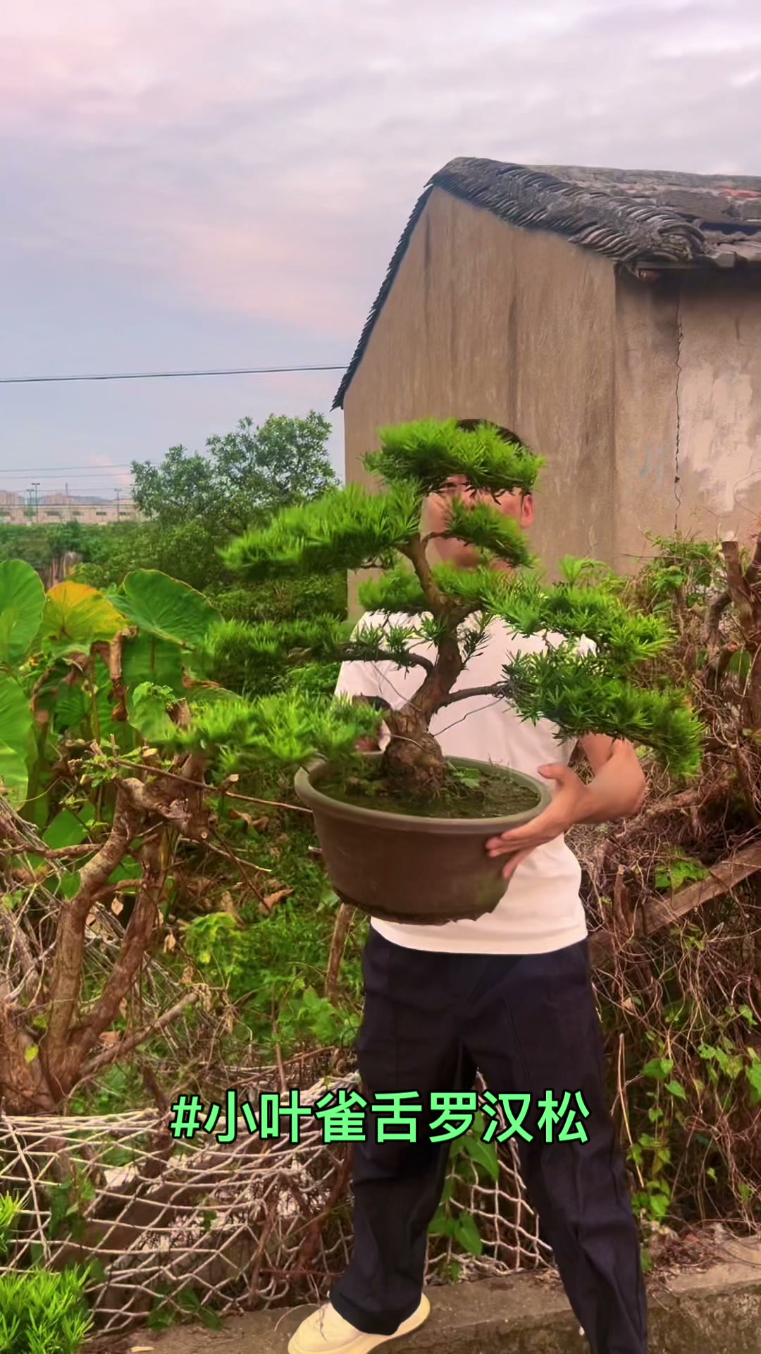 罗汉松#盆景#Podocarpus #bonsai #羅漢松| Chun Sheng
