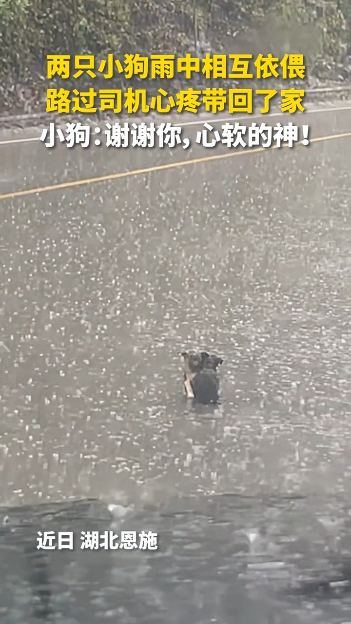 兩隻小狗雨中相互依偎，瑟瑟發抖，路過司機發現後將它們帶回了家。小狗：謝謝你，心軟的神！ | 人民日報香港 | Facebook