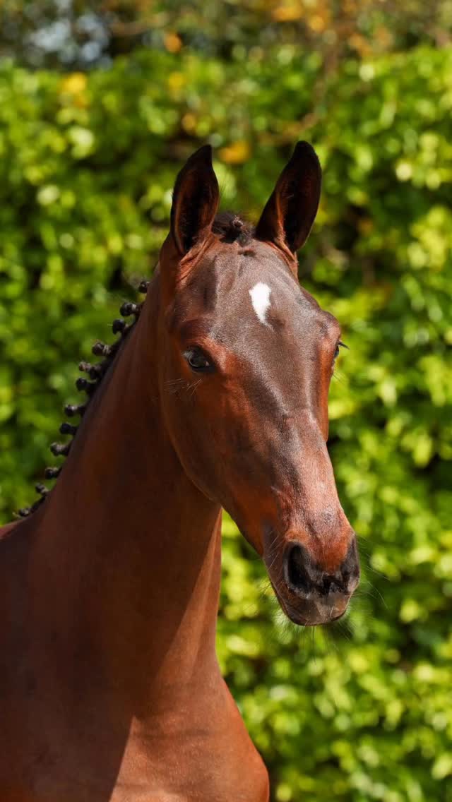 😍 Look at those pretty faces! 🌟 Find your favorite filly in the VDL ...