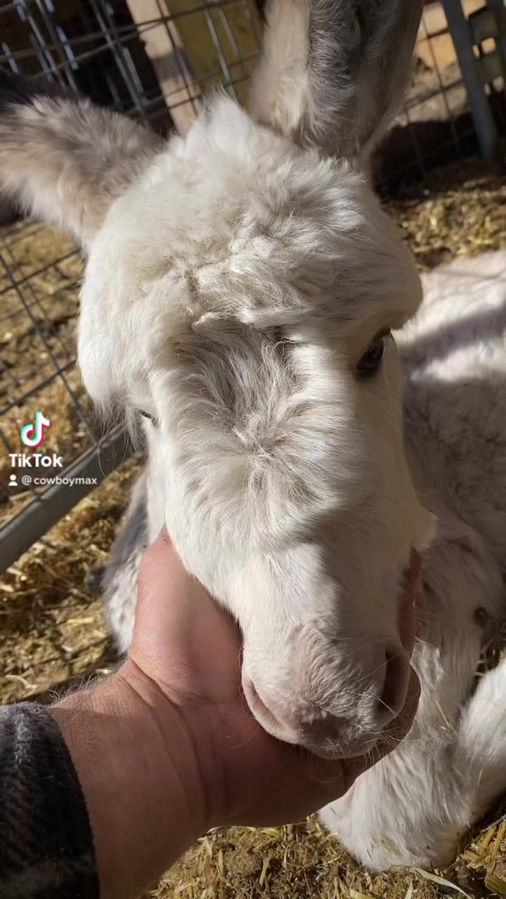 Galloping Goat Pumpkin Patch | Rio Rancho NM