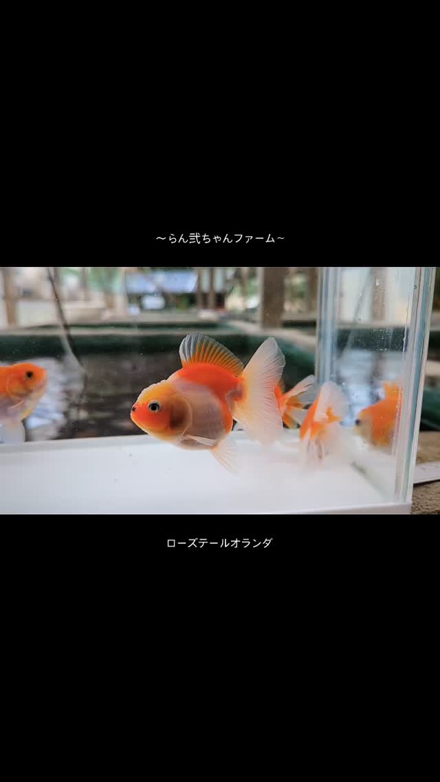 プレミアム会員さまへご紹介個体 紅白の綺麗なローズちゃん♡ ※売約