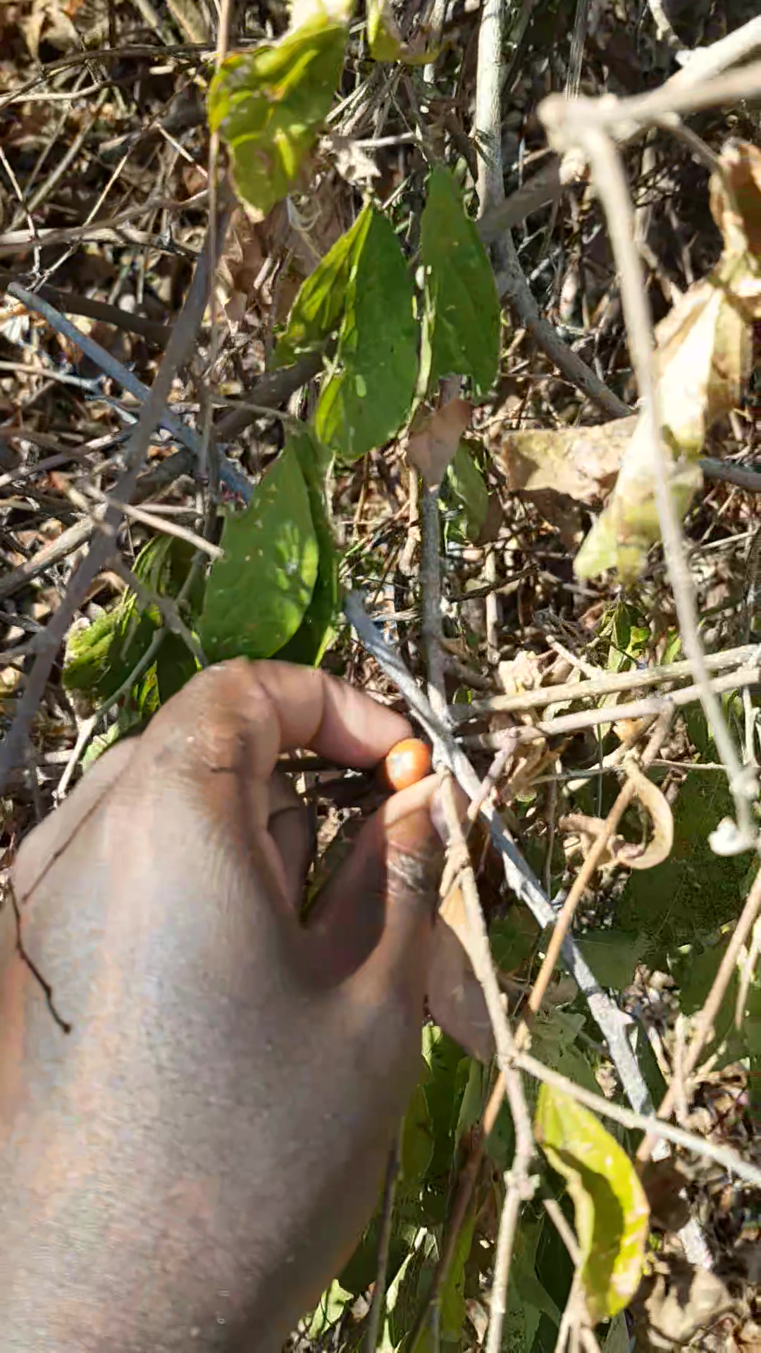 Green Gold Social Zambia
