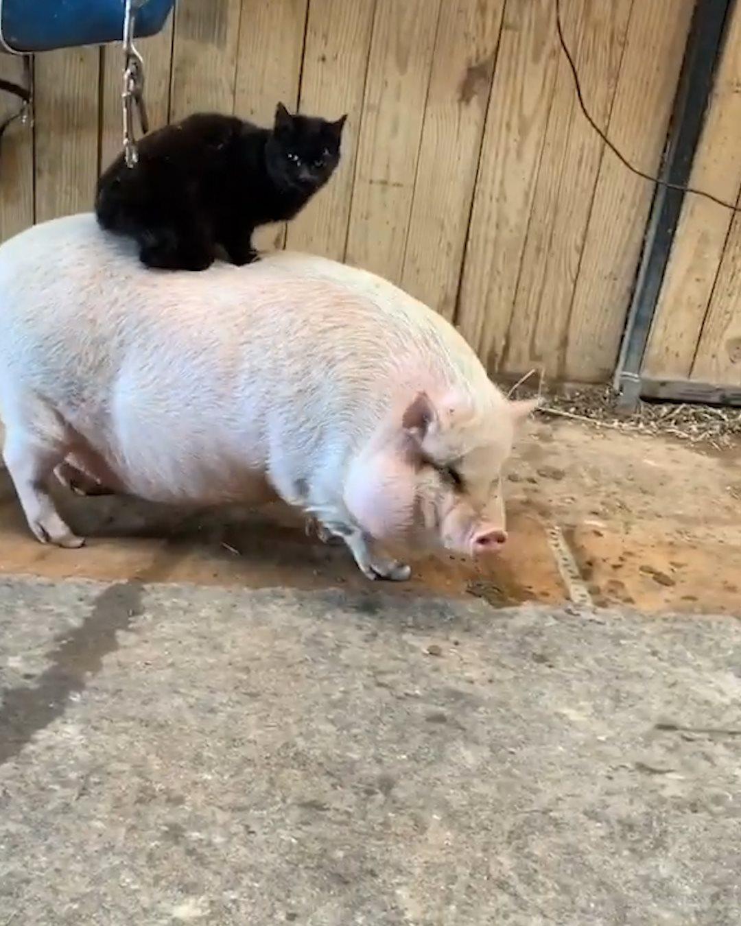 Cat Rides Pig | 'Onward noble steed!' 😂🙌 | By LADbible