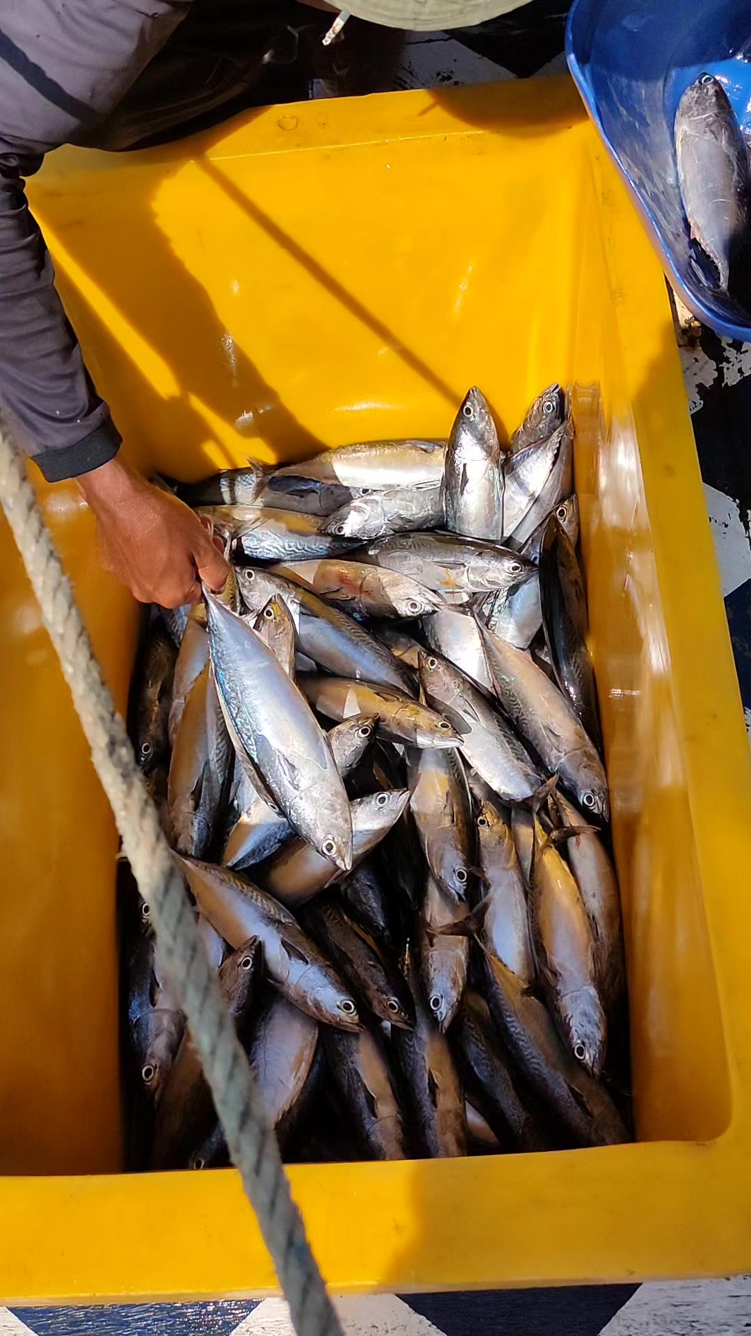 buy fish net online Aquarium Co-Op - Your Local Fish Store Vancouver For beginning fishermen and Top 3 Topwater Baits electric fishing reels Color:Grass Shrimp - CD-64