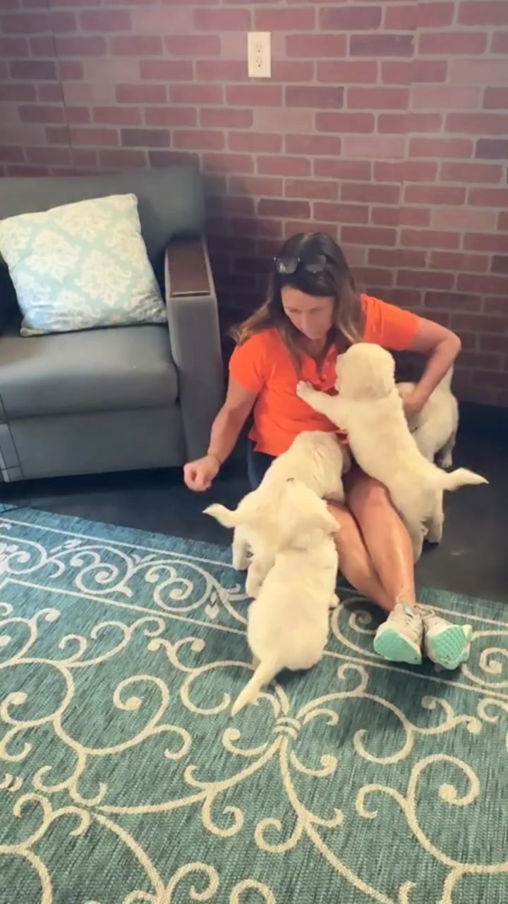 ️Only two things stop puppy jumping. 🤔Most people try corrections ...
