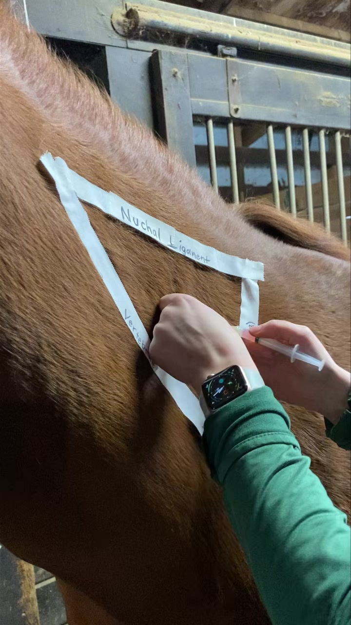 How to administer vitamin B12 injections in horses