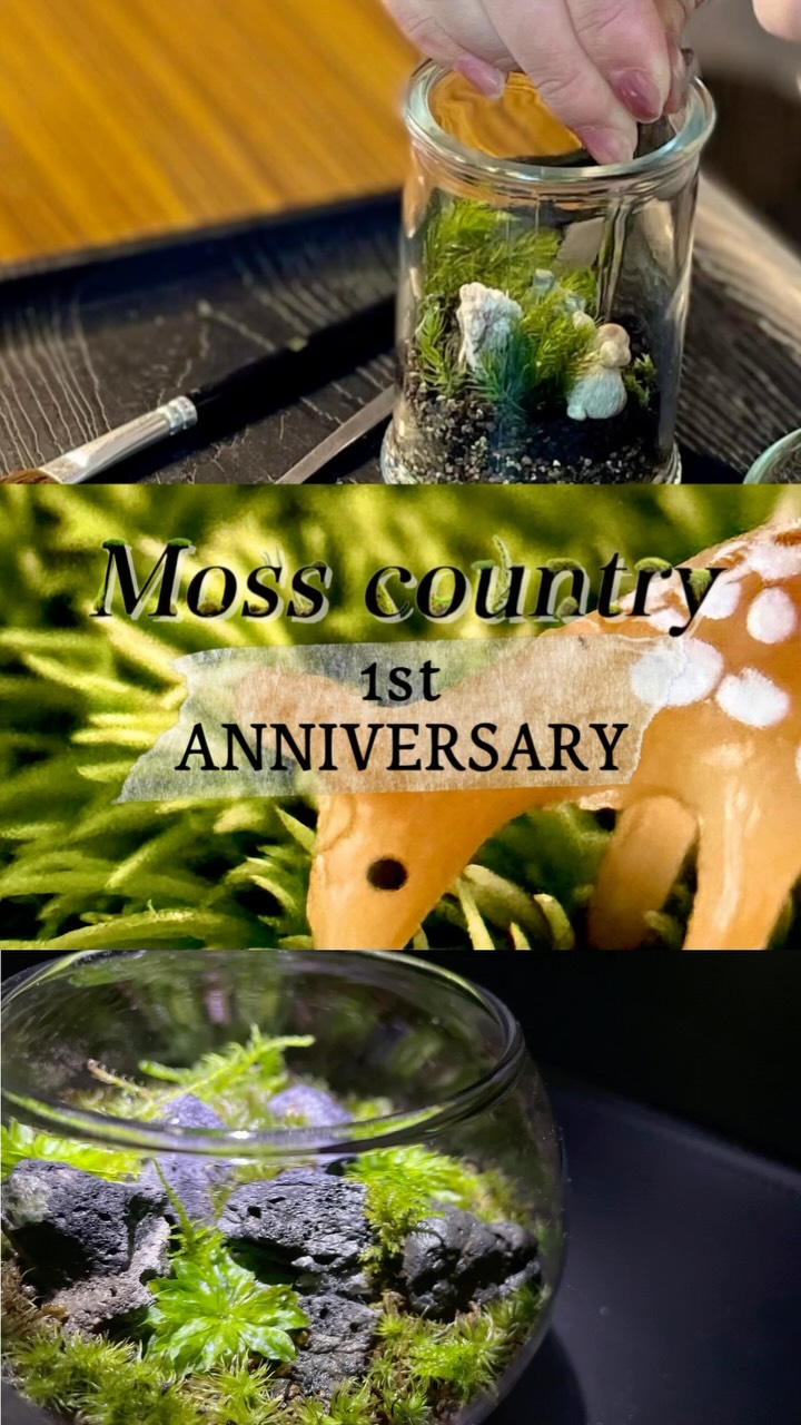 Moss Country (@kokenokuni) • Facebook