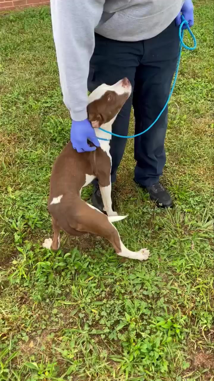 UPDATE: rescued by Pittie Posse Rescue And Sanctuary . I will be ...