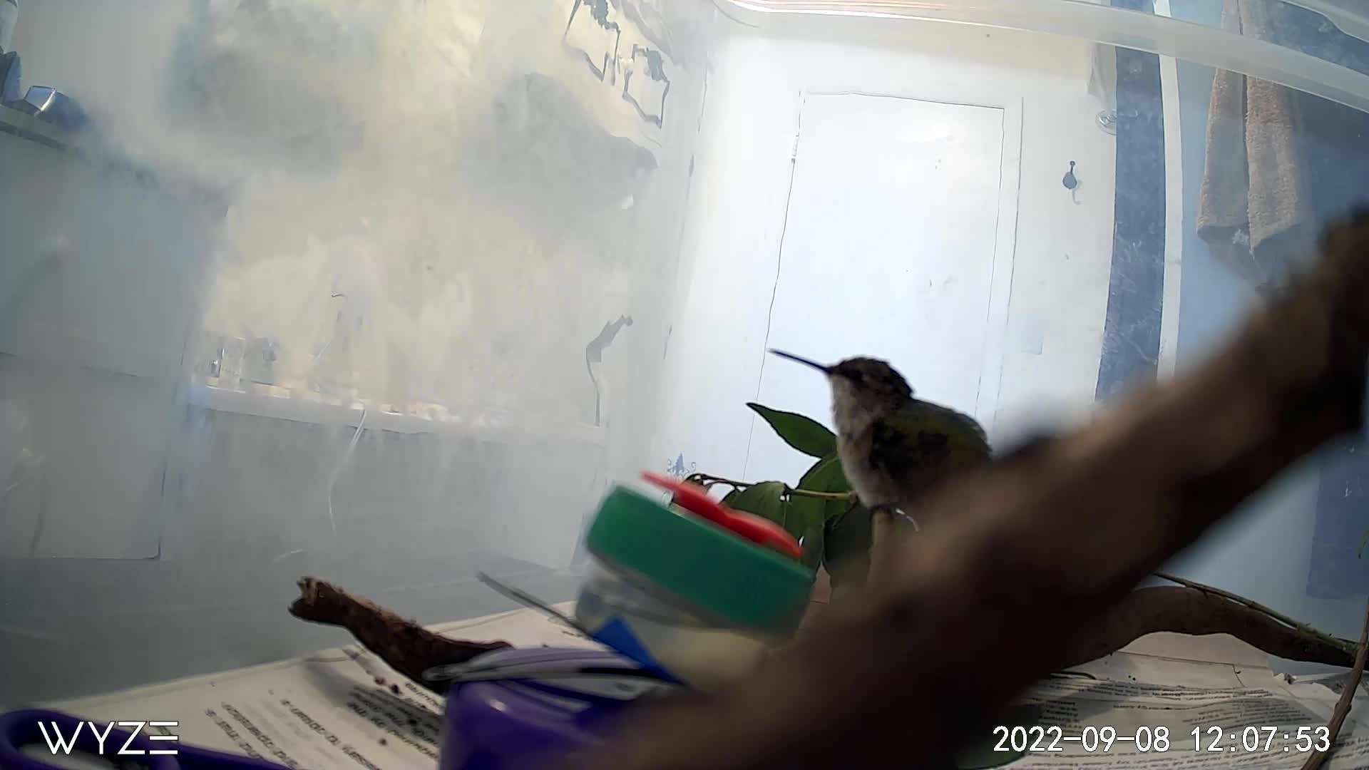 Xen set up a birdy spy camera to watch her new ruby-throated ...