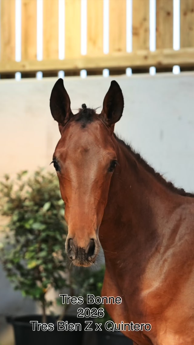Tres Bonne 2026 filly Très Bien Z x Quintero The only chance there