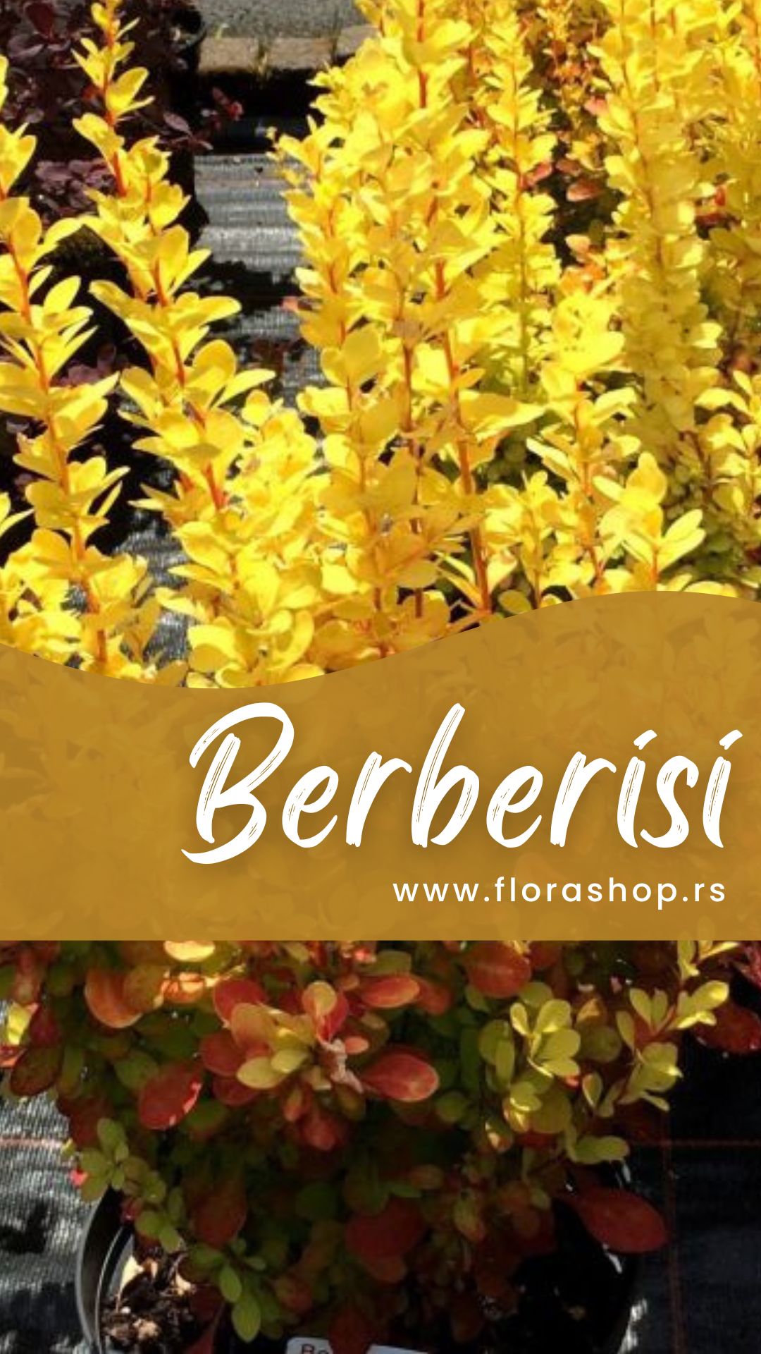 Flora Shop | Belgrade