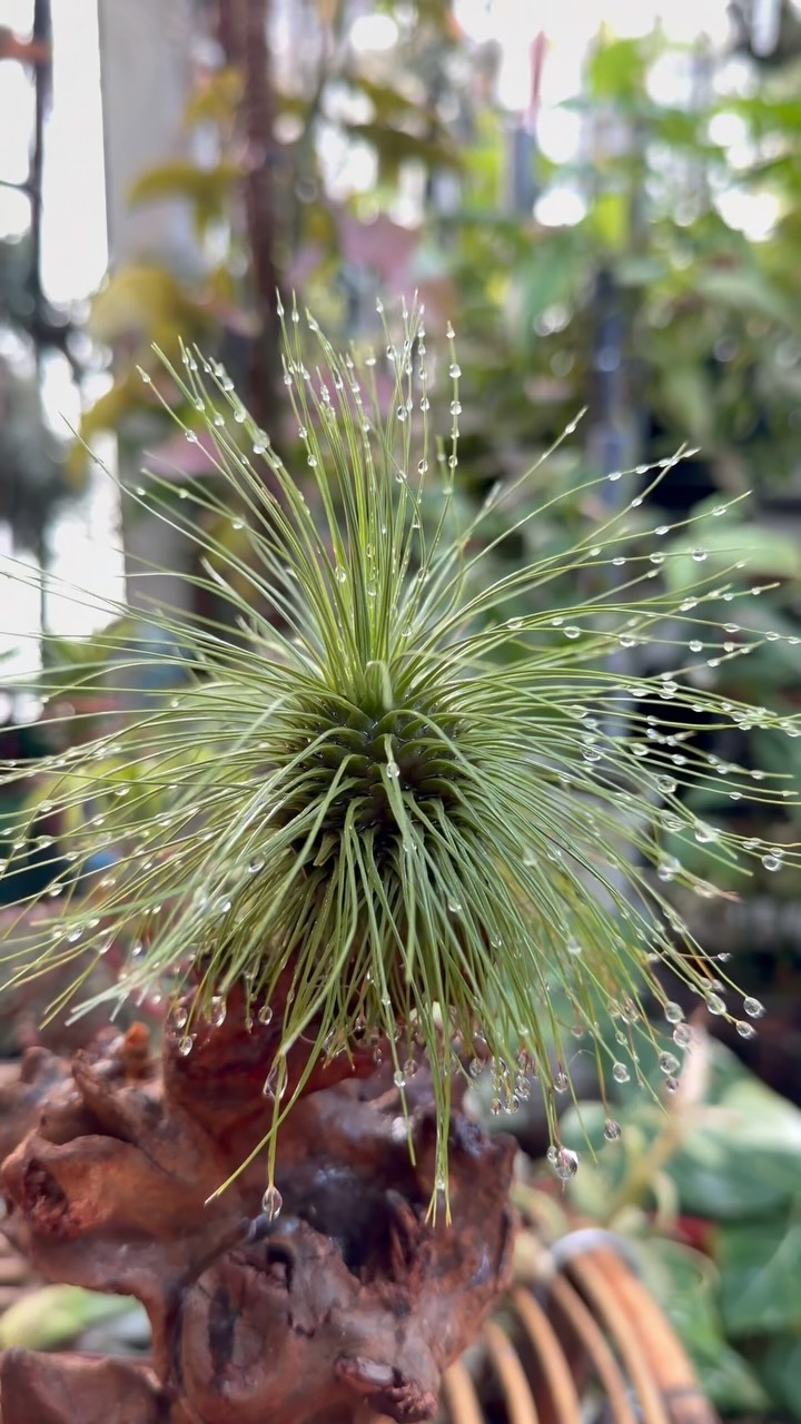 Tillandsia concolor Red Prince: The normal Tillandsia concolor has