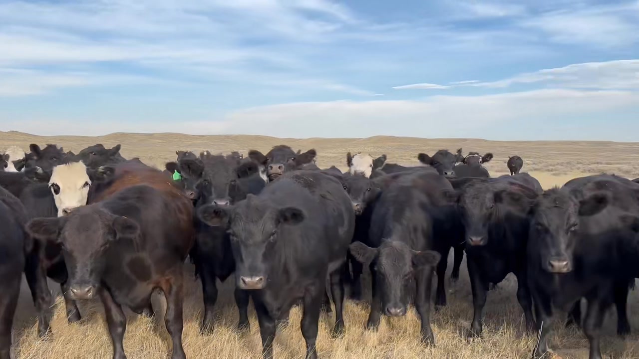 Looking for a nice potload of bred heifers? Raths Livestock, Roundup ...