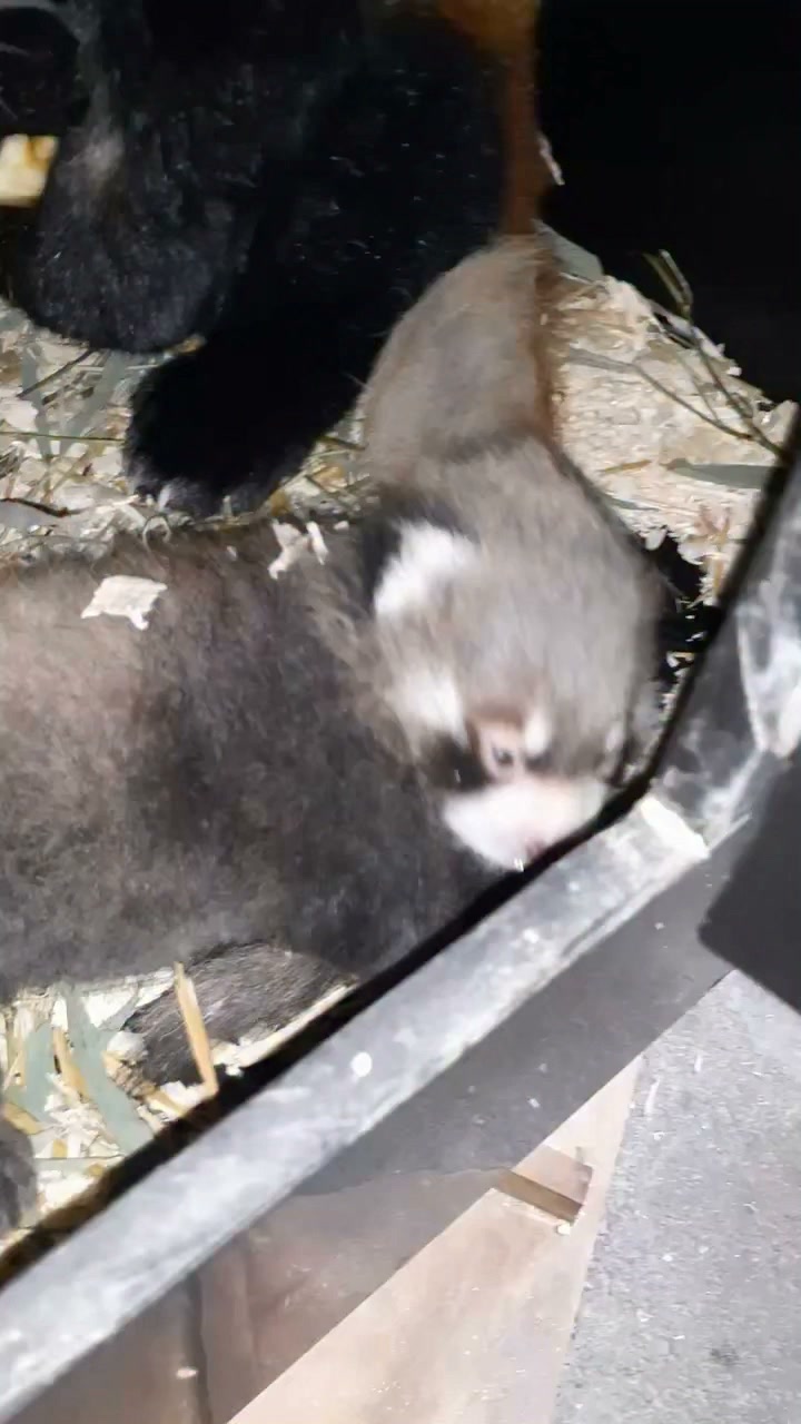 The red panda cub is one-month-old now. They won't venture out of