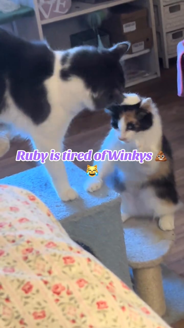 Ruby caught her man with another woman 👀🐱 Last night Miss Ruby Rue ...
