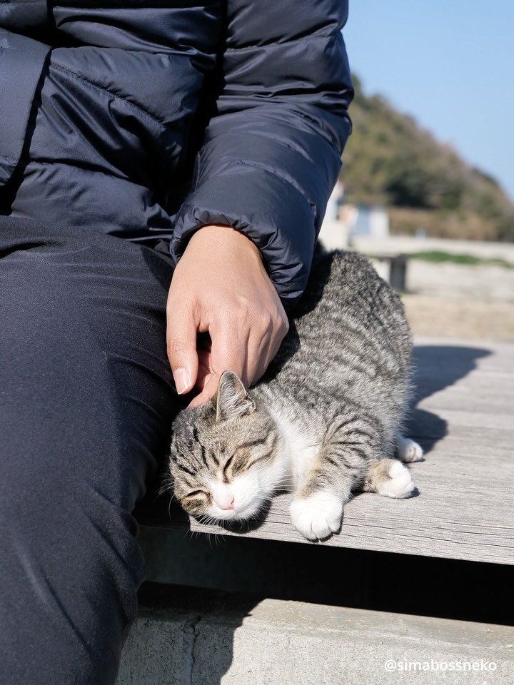 Simabossneko