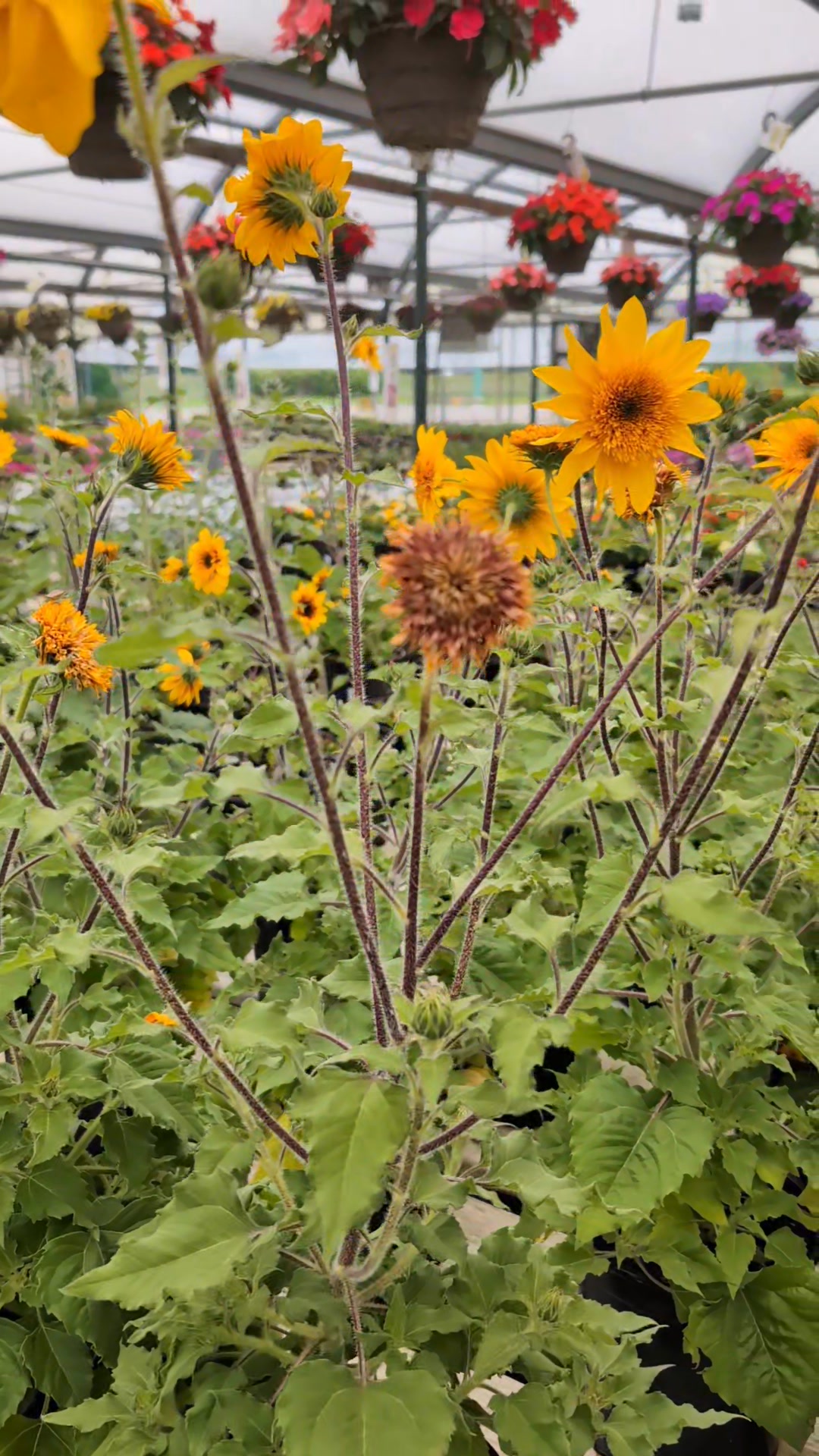 Dead heading Sunfinity Sunflowers | Wilson's Garden Center | Facebook