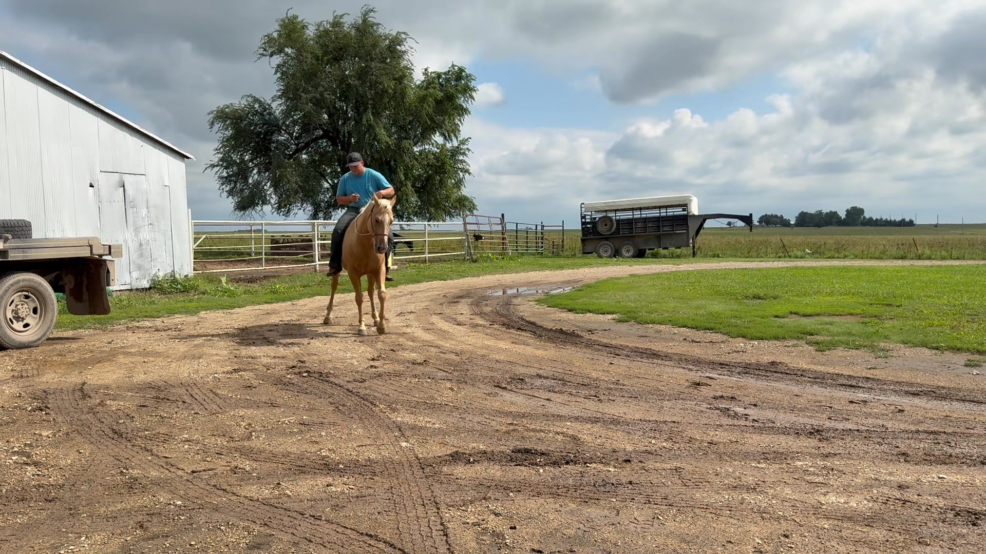 This 4 year old gelding will be offered September 20th at El Dorado ...