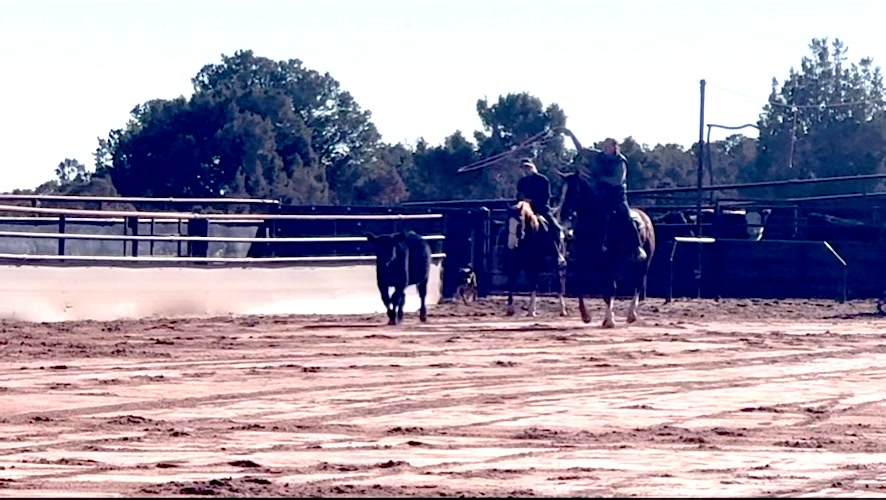 When the steers are slow and training days get boring we throw in the ...