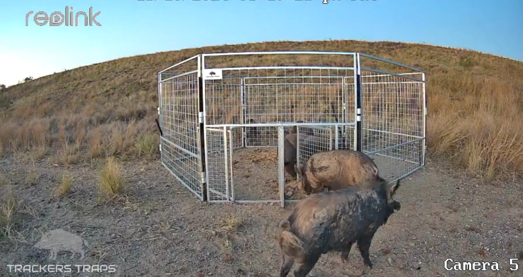 Free feeding footage #trackerstraps #FeralPigs #pigtrapping | Trackers ...