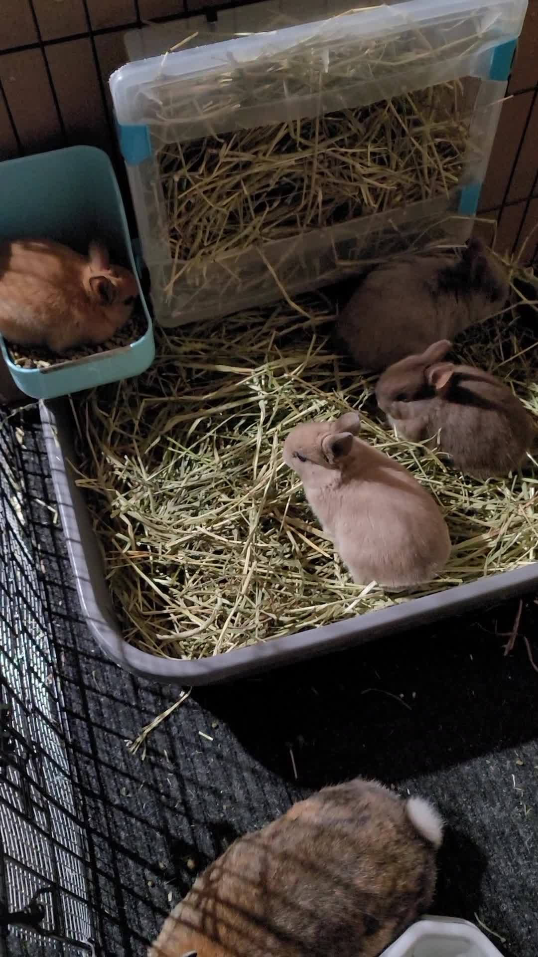 Hop Hop Rabbitry