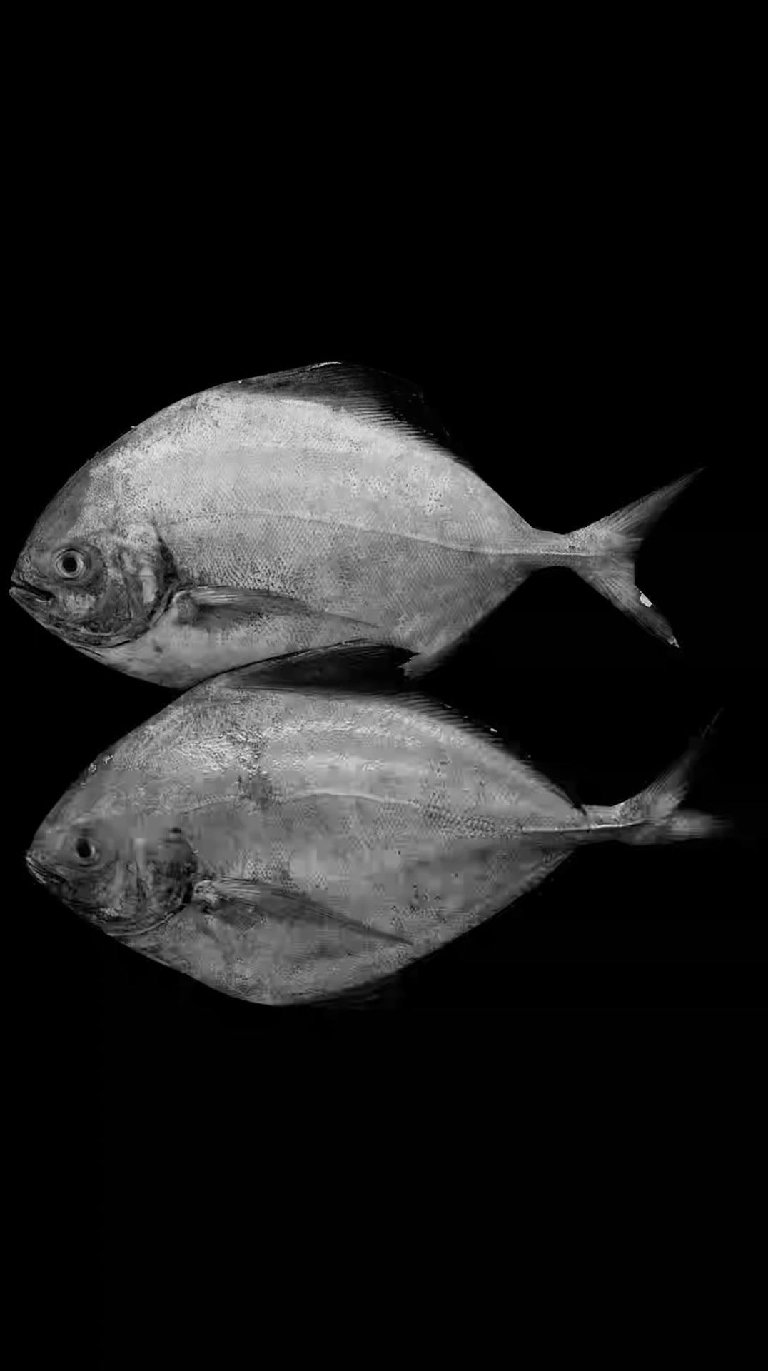 A P Fish Centre | Bangalore