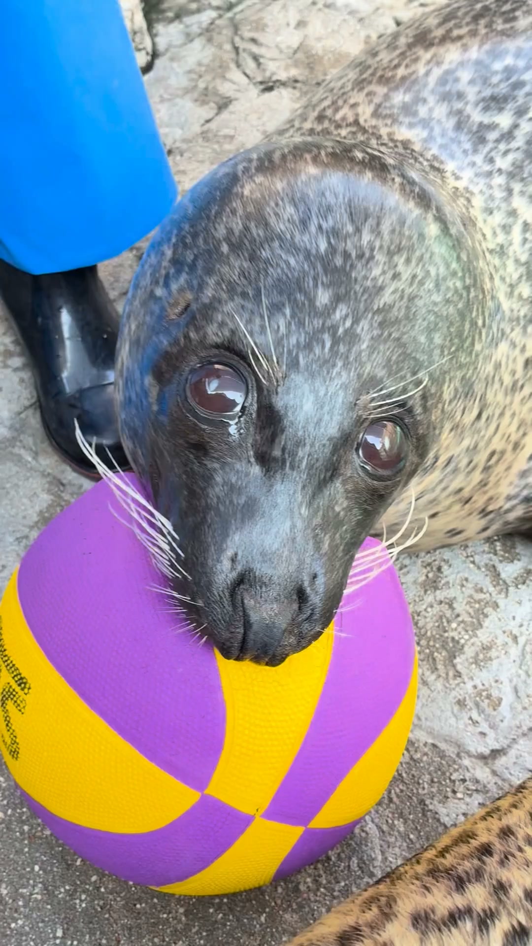 京都水族館 - 【逃げるペンギン】 カメラがとらえた急いで逃げる