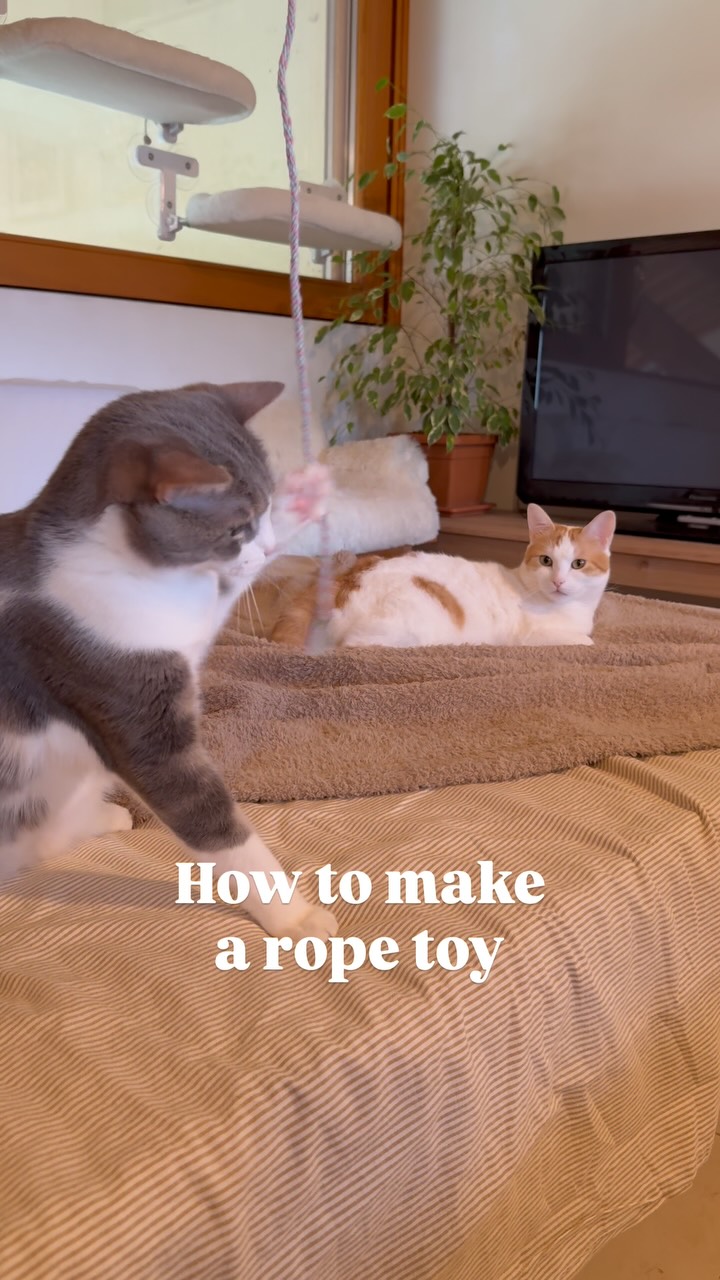 DIY Cat Rope Toy Here’s a super easy way to make a fun rope for your ...